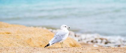 weather France Plage dans la baie de Douillard