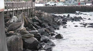 VIDEO - Yvan Bourgnon aux Galapagos