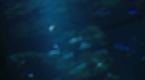 Vidéo : naissance d'un requin pointe noire à l'Aquarium de Paris