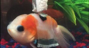 Il était une fois un poisson rouge en fauteuil roulant...