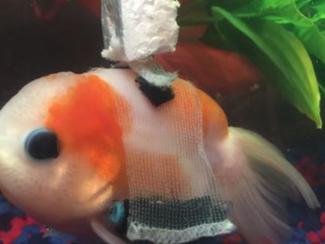 Il était une fois un poisson rouge en fauteuil...