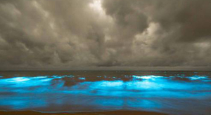 Mer fluorescente : de nouvelles photos prises en Australie