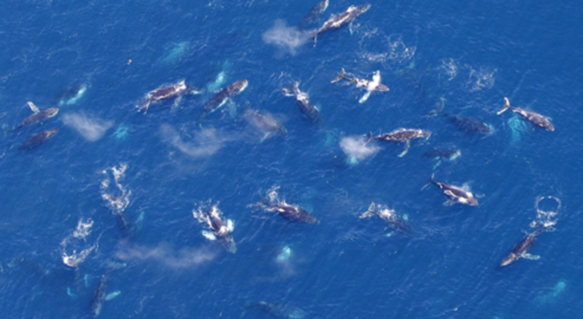 Mystérieux rassemblement inexpliqué de baleines à bosse - Actualités