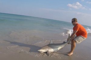 Sauvetage d’un requin sur la plage : la technique en vidéo