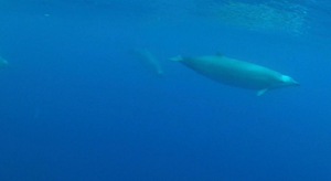 Une espèce de baleine mal connue filmée pour la première fois