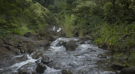 Parcourez l'Hana Highway et plongez dans les piscines naturelles ! Parcourez l'Hana Highway et plongez dans les piscines naturelles !