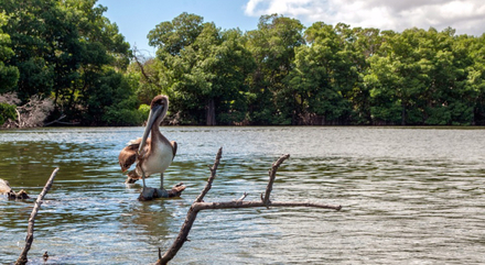 Balade dans la mangrove