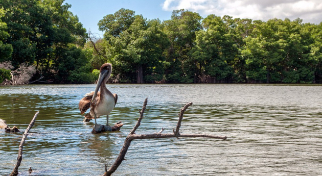 Balade dans la mangrove Nautisme Article