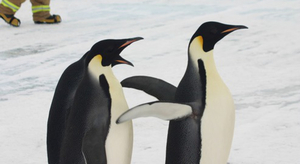 L'étrange sexualité de certains animaux marins