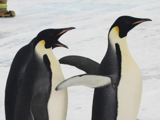 L'étrange sexualité de certains animaux marins