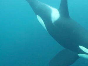 Interview exclusive de Stéphane Mifsud, champion du monde d'apnée