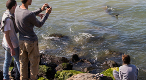 Des dizaines de requins dans des eaux chaudes sur la côte israélienne