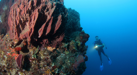 Eponge barrique Eponge barrique