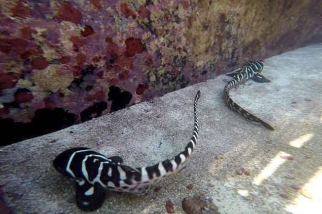 Une Femelle Requin Tombe Enceinte Sans Aucun Male En Australie Actualites Nautisme