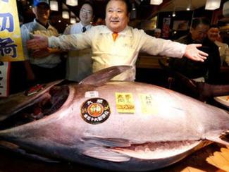 Japon: un thon rouge de 212 kg à 605.000 euros !