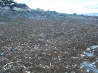 Mystère au Canada : 20 000 animaux marins...