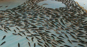 Au Japon, une patinoire avec vue sur 5 000 poissons congelés