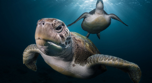 Les photos gagnantes du Festival international de la photo animalière et de nature