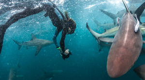 Immersion avec Francine Kreiss, dans les merveilles des profondeurs