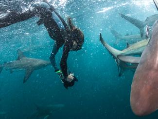 Immersion avec Francine Kreiss, dans les...