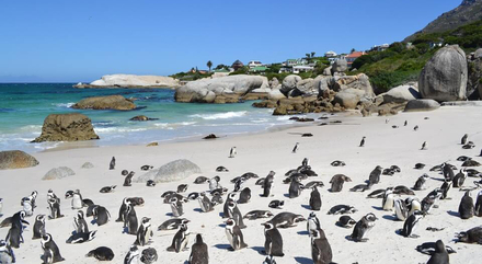 l'Afrique du Sud, pays étonnant, cosmopolite et aux contrastes forts : plages, villes modernes, musées, parcs nationaux, et fort héritage culturel et historique.