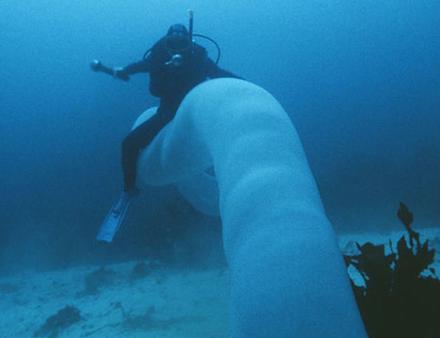Nautisme Article