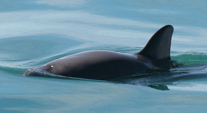 Le marsouin de Californie, une des espèces les plus menacées au monde