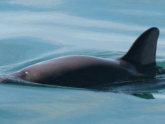Le marsouin de Californie, une des espèces les...
