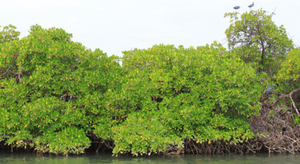 Au Sénégal, la préservation de la mangrove est une question de survie