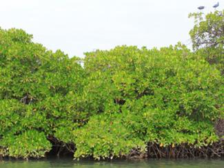 Au Sénégal, la préservation de la mangrove est...