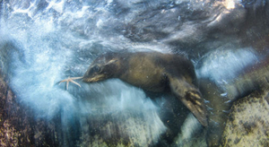 Wildlife Photographer of the Year 2016 : les plus belles photos