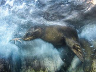 Wildlife Photographer of the Year 2016 : les...