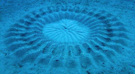 Le "cropcircle" de l'île japonaise d'Anami Oshima. Le "cropcircle" de l'île japonaise d'Anami Oshima.