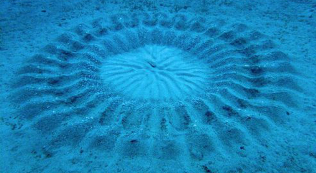 Le "cropcircle" de l'île japonaise d'Anami Oshima. Nautisme Article