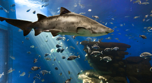 Prêt pour la semaine du requin à NAUSICAA ?