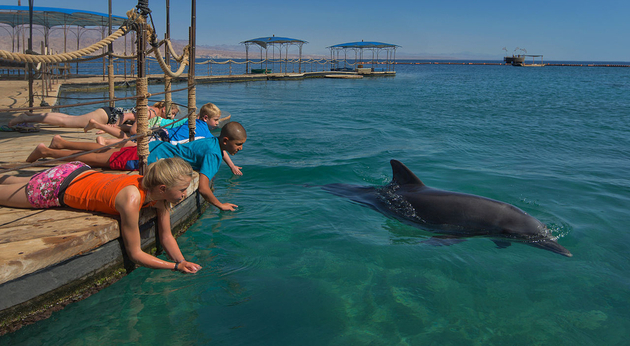 Dolphin Reef à Eilat Nautisme Article