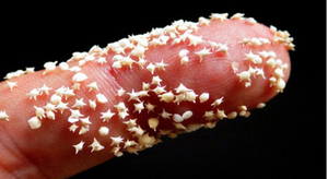 Insolite : du sable composé d’étoiles de mer miniatures !