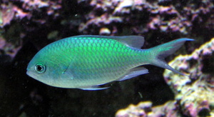 Les poissons coralliens sont stressés par la solitude