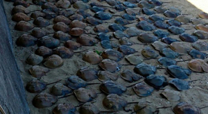 Hécatombe de limules au Japon, une des plus anciennes espèces marines au monde