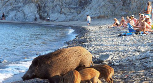 Quand une famille de sangliers profite de la plage...