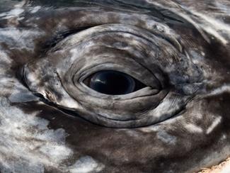 25 ans à photographier baleines et dauphins......