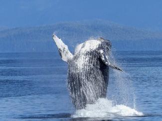 52 Hertz ou la baleine qui chantait faux !