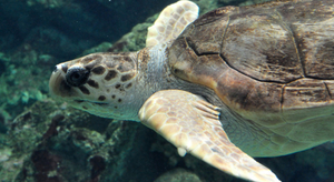 La Grande barrière de corail vue par une tortue