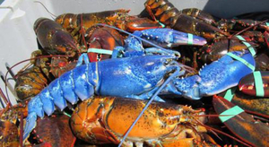Un très rare homard bleu fluo pêché aux USA
