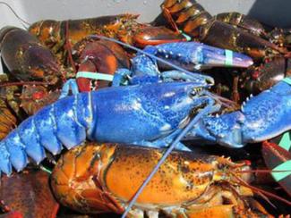 Un très rare homard bleu fluo pêché aux USA