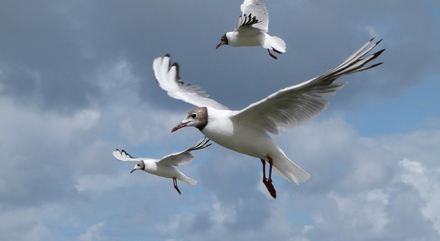 Mouettes rieuses Nautisme Article
