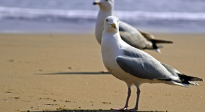 Le dilemme de l'été : mouette ou goéland ?