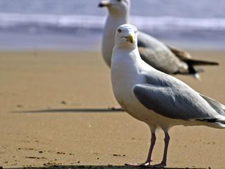 Le dilemme de l'été : mouette ou goéland ?