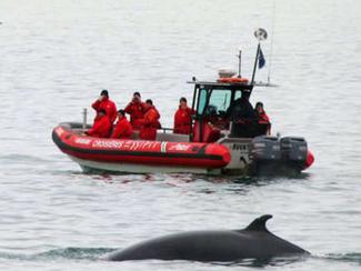 Observer les baleines : une activité à risque