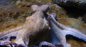 Insolite : une pieuvre s'évade de son aquarium